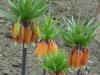 Császárkorona (Fritillaria imperialis) a tematikus kertben